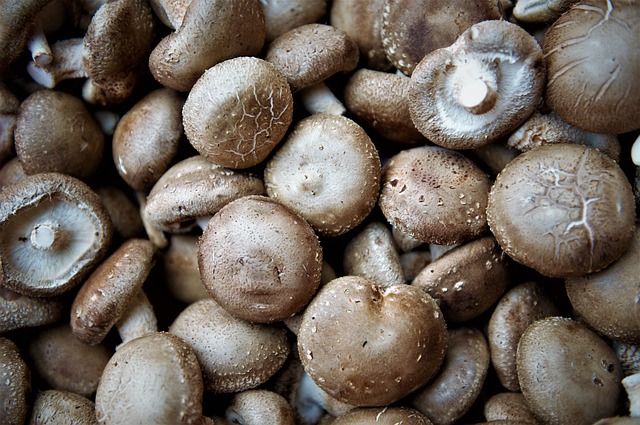 shiitake mushroom recipe